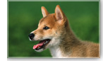 犬のイメージ