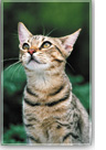 猫のイメージ